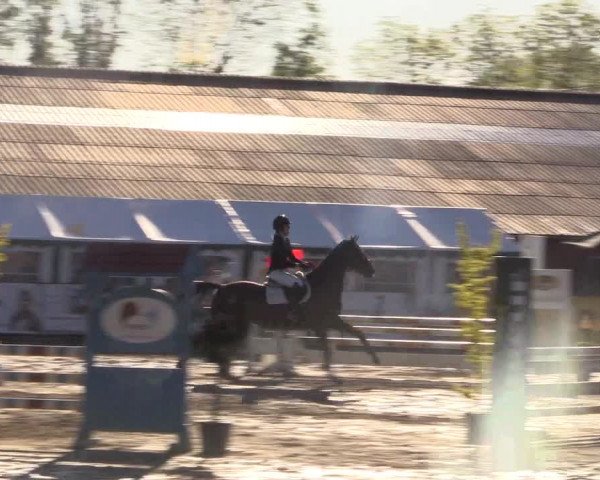 Reitturnier Havixbeck 2018