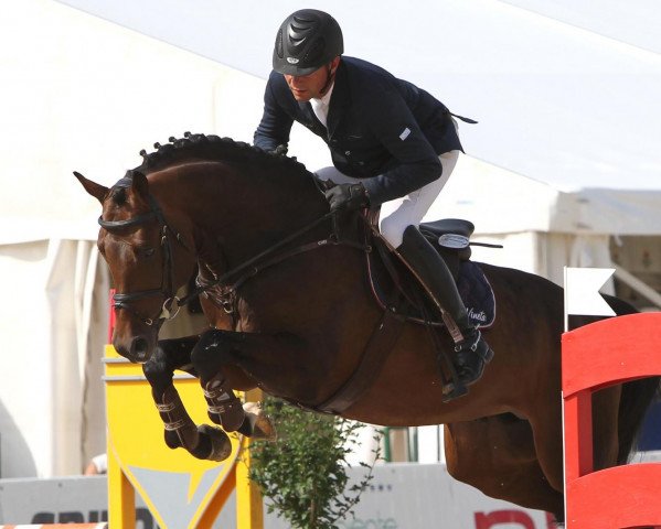 jumper Caine 9 (Holsteiner, 2007, from Corrado I)
