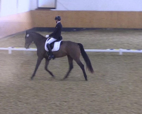Reitturnier Datteln 2021