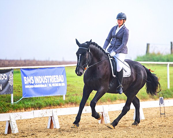 Pferd Zambo (Polnisches Warmblut, 2017)