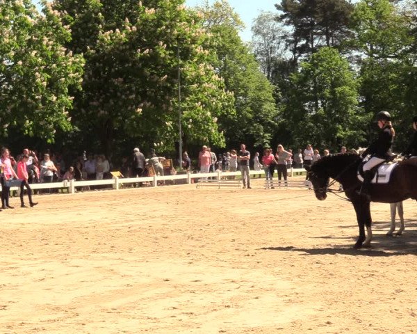 Reitturnier Meppen 2018