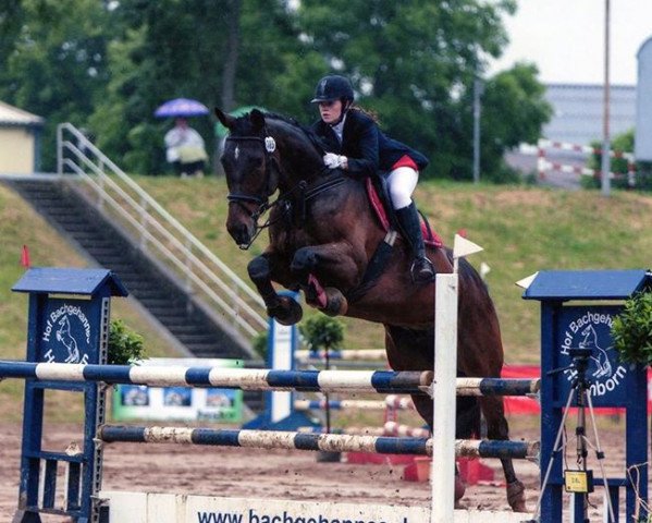 horse Lord Ludwig 5 (Oldenburg, 2004, from Ludwig von Bayern 168 FIN)