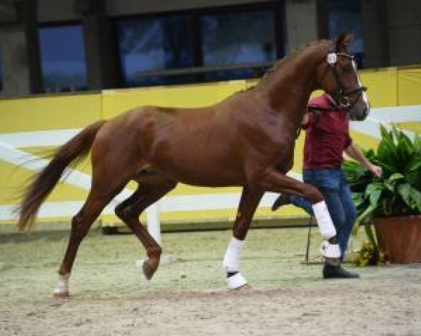 dressage horse Vis A Vis 20 (German Sport Horse, 2015, from Van Vivaldi)