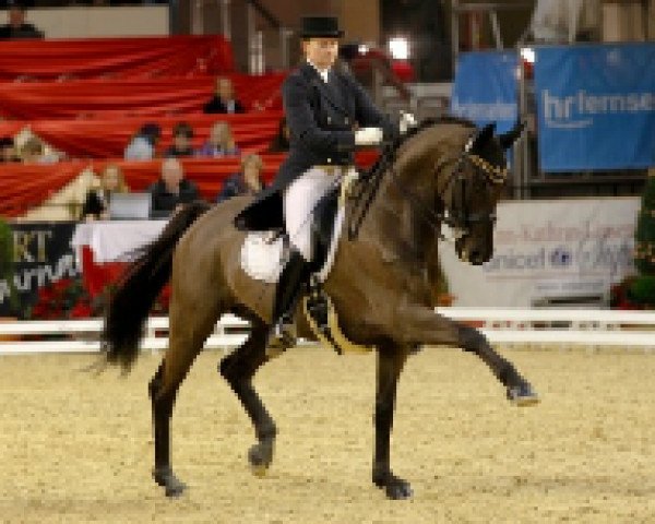 dressage horse Sir Arthur TSF (Trakehner, 2003, from Buddenbrock)