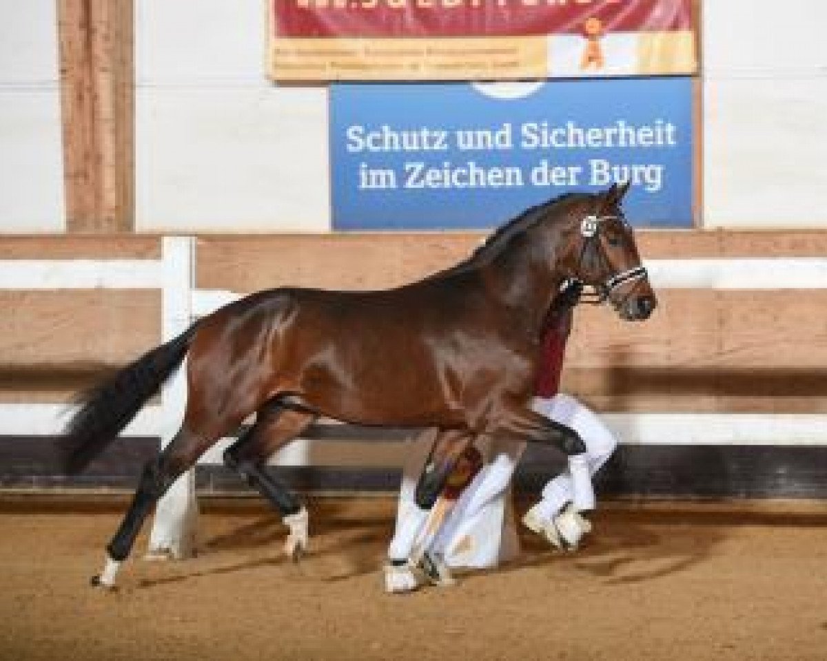 horse Feliciano 62 (Bavarian, 2015, from Fürst Fohlenhof)