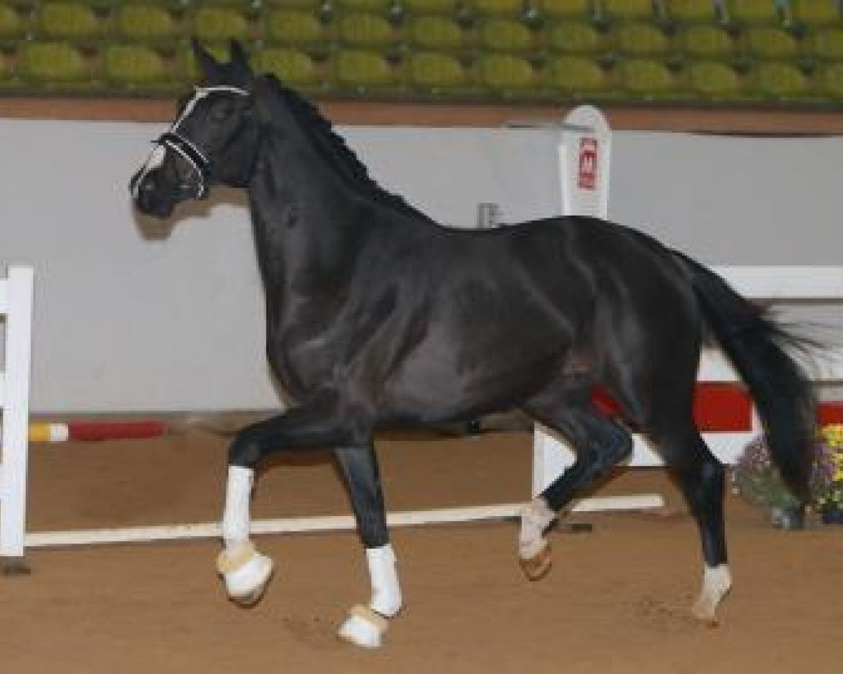 Dressurpferd Kevin JS (KWPN (Niederländisches Warmblut), 2015, von Franklin)