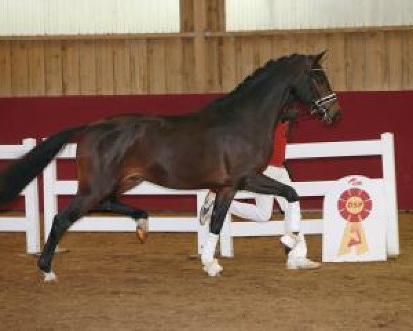 stallion Hengst von For Romance I / Lorentin I (German Sport Horse, 2015, from For Romance I)