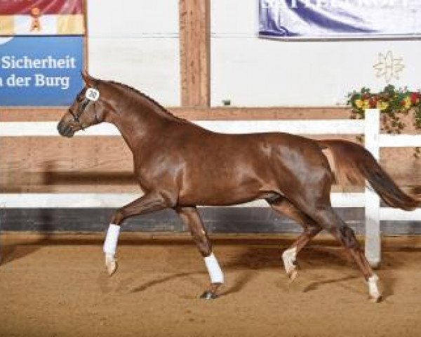 dressage horse For Dream (German Sport Horse, 2015, from For Romance I)