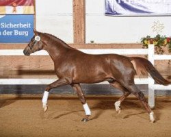 Dressurpferd For Dream (Deutsches Sportpferd, 2015, von For Romance I)