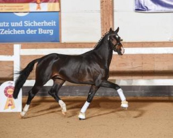 Deckhengst Amazing Sugar (Deutsches Sportpferd, 2015, von Amazing Spirit)
