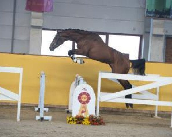 horse Hengst von Verdi / Heraldik xx (Oldenburg show jumper, 2015, from Verdi) horse Hengst von Verdi / Heraldik xx (Oldenburg show jumper, 2015, from Verdi)