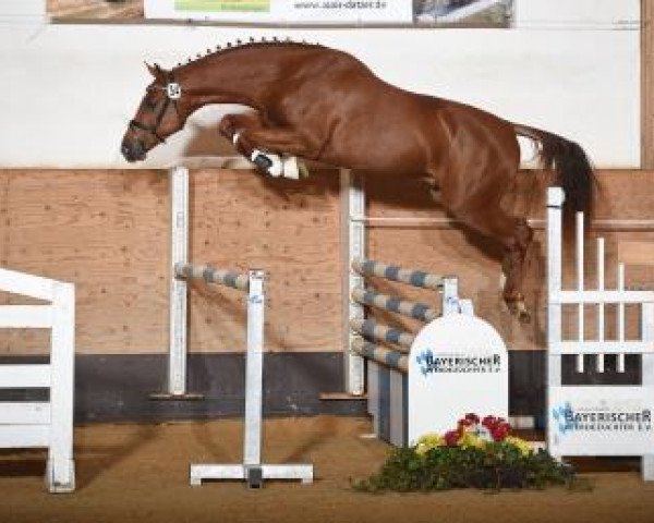 jumper Zinnamon (German Sport Horse, 2015, from Zinedine)