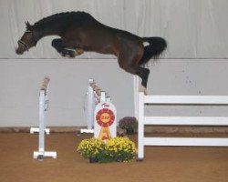 stallion Vincentus (German Sport Horse, 2015, from van Gogh)