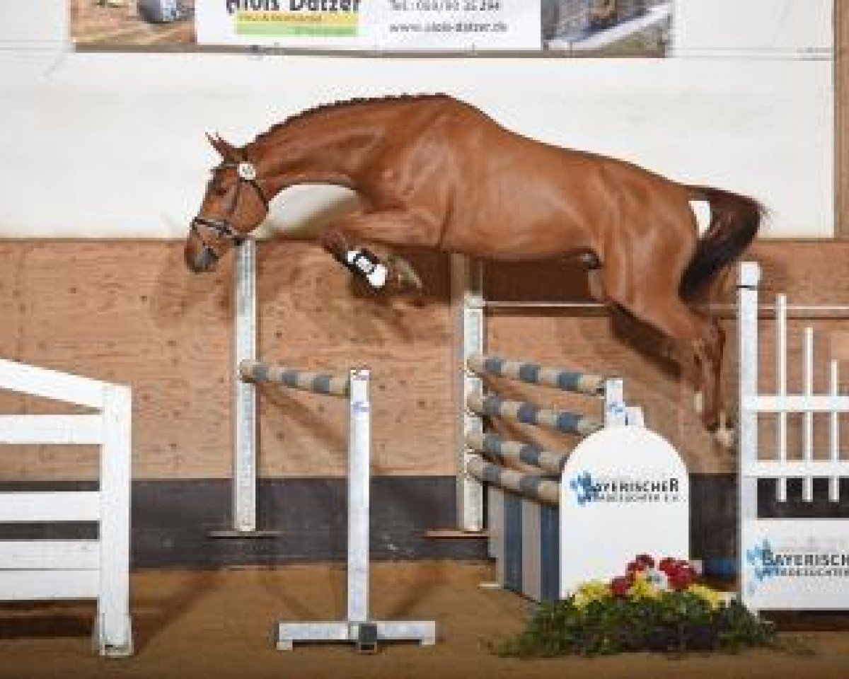 Springpferd Nino de Rêve (Westfale, 2015, von Nabab de Rêve)
