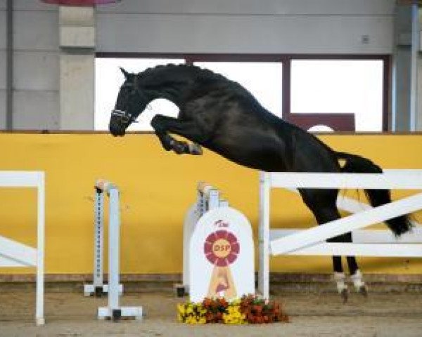jumper Krishna 11 (Oldenburg show jumper, 2015, from Kannan)