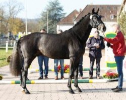 jumper KILIAN D (Holsteiner, 2015, from Kannan)