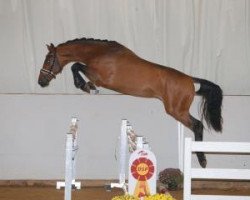 Springpferd KANNANS BOY (KWPN (Niederländisches Warmblut), 2015, von Kannan)