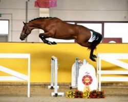 Pferd Kitkat (KWPN (Niederländisches Warmblut), 2015, von Etoulon VDL)