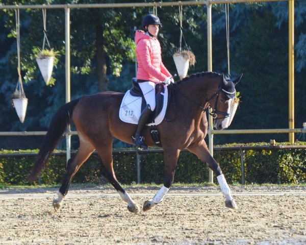 Dressurpferd Laluna S (Zweibrücker, 2009, von Lord Nobel S)