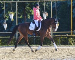 dressage horse Laluna S (Zweibrücken, 2009, from Lord Nobel S)