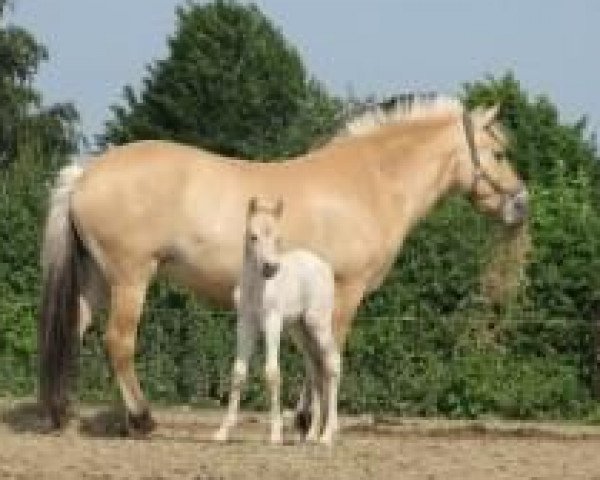broodmare Kira (Fjord Horse, 2006, from Kvirlo)
