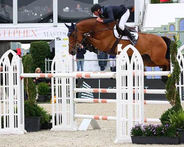 jumper Homer de Reve (Belgian Warmblood, 2007, from Nabab de Rêve)