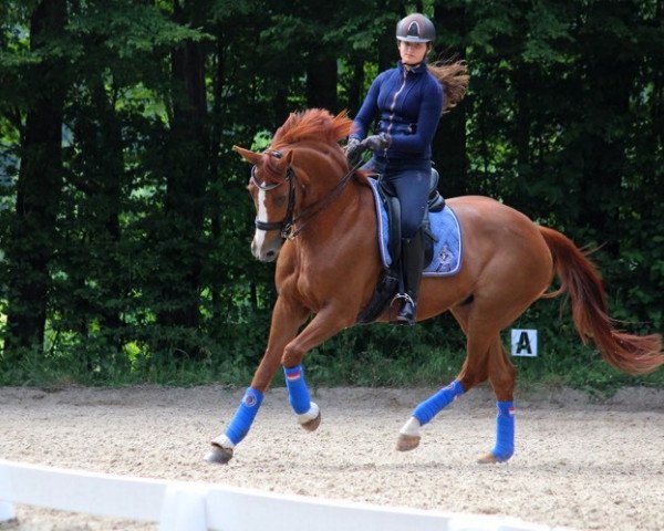dressage horse Diamantenbörse OLD (Oldenburg, 2002, from Diamond Hit)