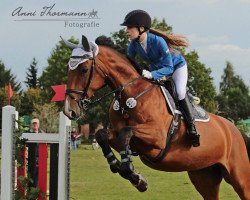 broodmare Leichte Brise (Hanoverian, 2011, from Lord Z)