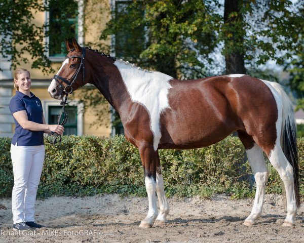 broodmare Funny Girl S (Pinto / Hunter, 2009, from Sunny Boy)