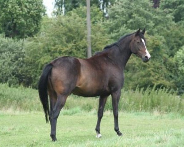 broodmare Summerwine (Trakehner, 2008, from Summertime)