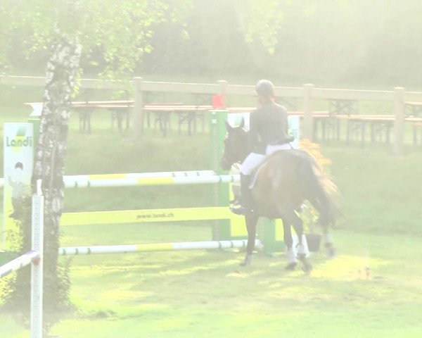 Reitturnier Uster 2018