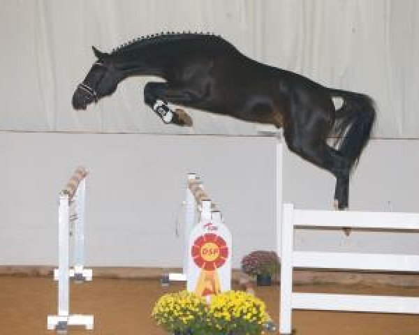 jumper DOOM FRH (Hanoverian, 2015, from Diarado)