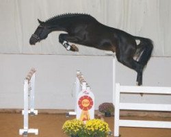 jumper DOOM FRH (Hanoverian, 2015, from Diarado)