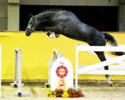 Pferd Dia Con Brasil (Hannoveraner, 2015, von Diacontinus)