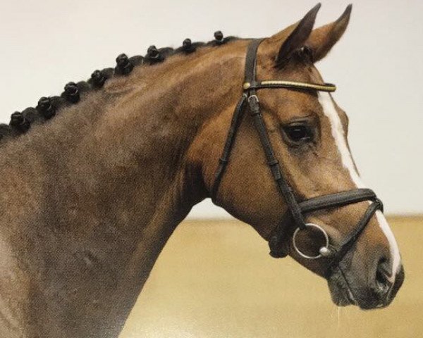 Springpferd Cencari- B (Holsteiner, 2013, von Centurion)