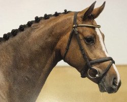Springpferd Cencari- B (Holsteiner, 2013, von Centurion)