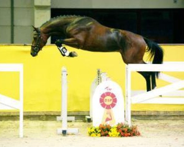 jumper Cola Rubin (German Sport Horse, 2015, from Cola Zero)