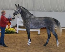 Pferd Centurio 44 (Deutsches Sportpferd, 2015, von Cellestial)