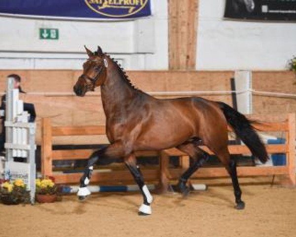horse Hengst von Cassilano / Lordanos (Bavarian, 2015, from Cassilano)