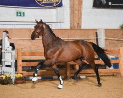 Pferd Hengst von Cassilano / Lordanos (Bayer, 2015, von Cassilano)