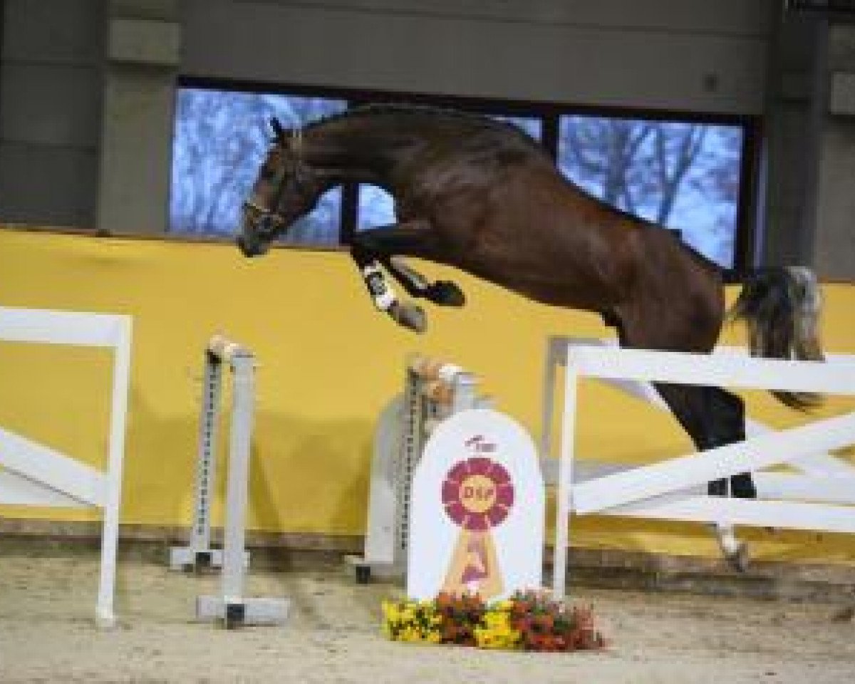 horse Cardano (Holsteiner, 2015, from Casario)