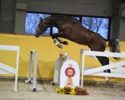 Pferd Cardano (Holsteiner, 2015, von Casario)