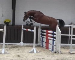 Springpferd Plunter's Punch Gs (Holsteiner, 2015, von Casall Ask)