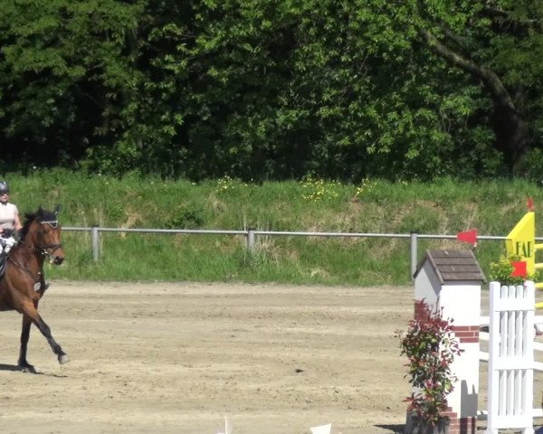 Reitturnier Köln-Leverkusen 2018