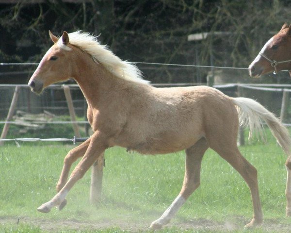 horse Heimatklang's Bergtirza (Trakehner, 2015, from Allthegoldnftknox xx)