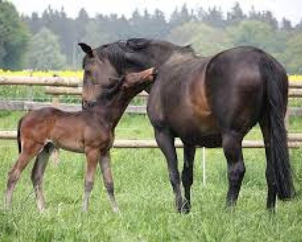 Zuchtstute Ratna (Trakehner, 1992, von Anduc)