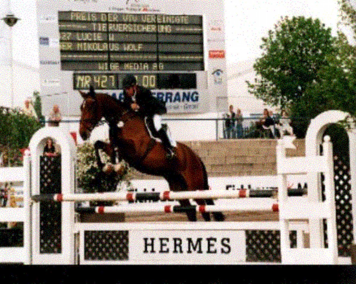 horse Lucie W (Hessian Warmblood, 1995, from Lord Caletto)