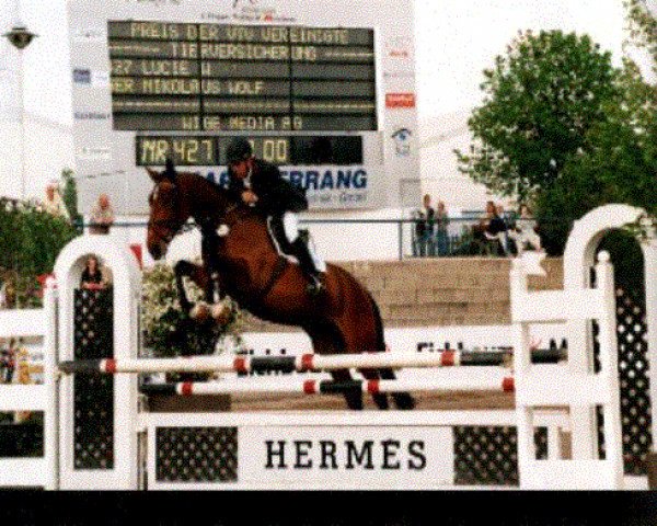 horse Lucie W (Hessian Warmblood, 1995, from Lord Caletto)