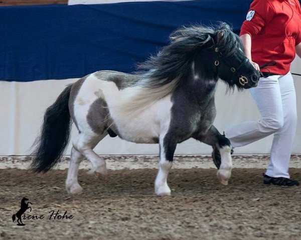 Deckhengst Niceman of Catchpool (Shetland Pony (unter 87 cm), 2003, von Arosfa Deg Nice Boy)