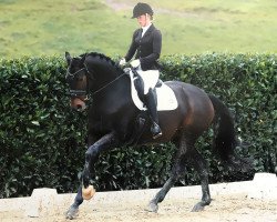 dressage horse Union Perfect (Hanoverian, 2013, from Uthopia)